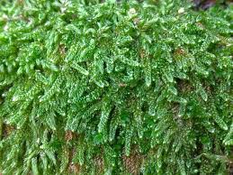 Attēlu rezultāti vaicājumam “Hypnum cupressiforme var. lacunosum sporophyte”