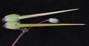 Attēlu rezultāti vaicājumam “Erodium cicutarium bud”