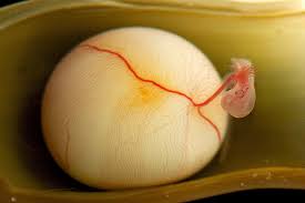 Image result for Poroderma pantherinum