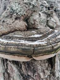 Attēlu rezultāti vaicājumam “Phellinus alni”
