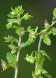 Attēlu rezultāti vaicājumam “Veronica agrestis leaf”
