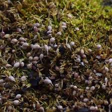 Attēlu rezultāti vaicājumam “Weissia brachycarpa”