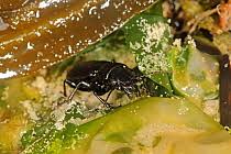 Attēlu rezultāti vaicājumam “Broscus cephalotes”