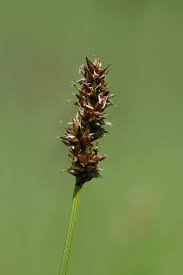 Attēlu rezultāti vaicājumam “Carex diandra”