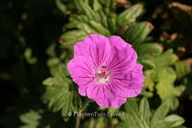 Attēlu rezultāti vaicājumam “Geranium sanguineum leaf”