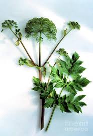 Image result for Angelica archangelica