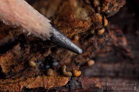 Attēlu rezultāti vaicājumam “Physarum murinum macro”