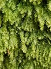 Attēlu rezultāti vaicājumam “Plagiothecium laetum”