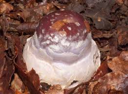 Attēlu rezultāti vaicājumam “Cortinarius praestans”