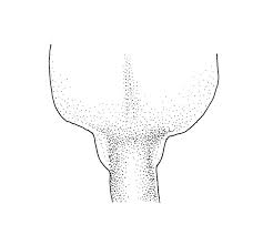 Attēlu rezultāti vaicājumam “Brachythecium rutabulum sporophyte”