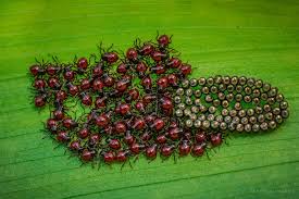 Attēlu rezultāti vaicājumam “Pentatomidae eggs”
