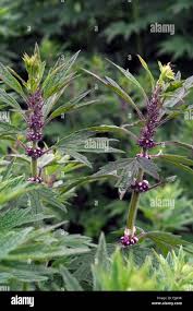Attēlu rezultāti vaicājumam “Leonurus cardiaca flower”