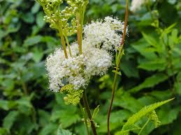 Attēlu rezultāti vaicājumam “Filipendula ulmaria  flower”