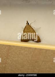 Attēlu rezultāti vaicājumam “Udea fulvalis”