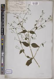 Attēlu rezultāti vaicājumam “Diachea dictyospora (syn. Craterium dictyosporum) young”