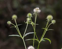 Image result for Dipsacus pilosus