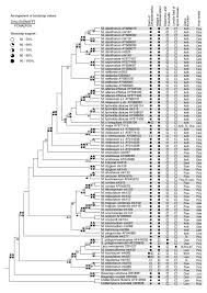 Attēlu rezultāti vaicājumam “Microbotryum tragopogonis - pratensis”