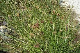 Attēlu rezultāti vaicājumam “Bolboschoenus maritimus”
