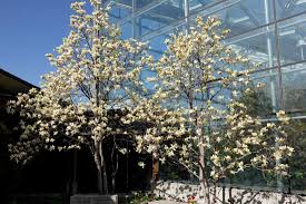 Attēlu rezultāti vaicājumam “Magnolia acuminata flower”