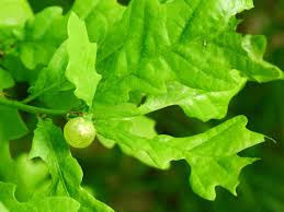 Attēlu rezultāti vaicājumam “Neuroterus quercusbaccarum”