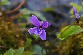 Attēlu rezultāti vaicājumam “Viola uliginosa”