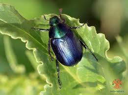 Attēlu rezultāti vaicājumam “Anomala dubia”