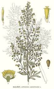 Image result for Artemisia absinthium