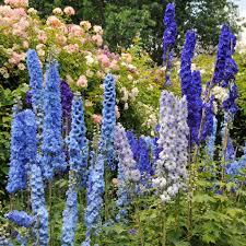 Image result for Delphinium