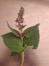 Attēlu rezultāti vaicājumam “Stachys sylvatica bud”