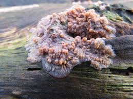 Attēlu rezultāti vaicājumam “Phlebia radiata”