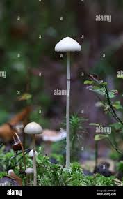 Attēlu rezultāti vaicājumam “Protostropharia alcis”