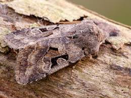 Attēlu rezultāti vaicājumam “Orthosia gothica”