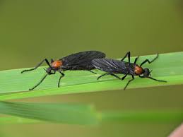 Attēlu rezultāti vaicājumam “Bibionidae female”
