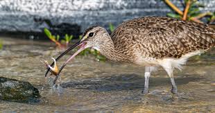 Attēlu rezultāti vaicājumam “Numenius phaeopus adult”