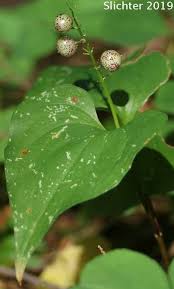 Attēlu rezultāti vaicājumam “Maianthemum bifolium leaf”