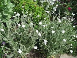 Image result for Lychnis coronaria alba