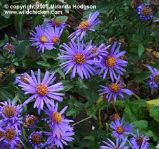 Image result for Aster amellus