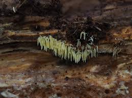 Attēlu rezultāti vaicājumam “Mucronella calva”