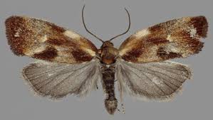 Attēlu rezultāti vaicājumam “Eulia ministrana”