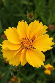 Image result for Coreopsis