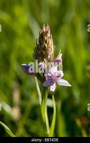 Attēlu rezultāti vaicājumam “Dactylorhiza fuchsii bud”