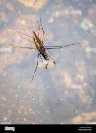 Attēlu rezultāti vaicājumam “Aquarius najas”