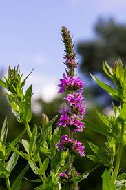 Attēlu rezultāti vaicājumam “Lythraceae”