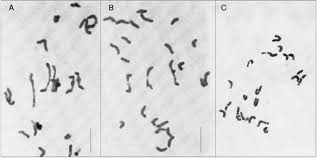 Attēlu rezultāti vaicājumam “Hordelymus europaeus fruit”