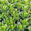 Image result for Crassula hobbit