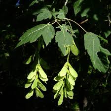 Attēlu rezultāti vaicājumam “Acer negundo leaf”
