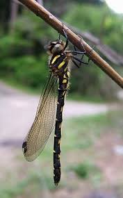 Attēlu rezultāti vaicājumam “Atrichum flavisetum sporophyte”