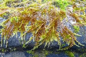 Attēlu rezultāti vaicājumam “Hypnum cupressiforme var. lacunosum”