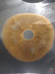 Attēlu rezultāti vaicājumam “Collaria rubens spores”