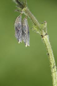 Attēlu rezultāti vaicājumam “Inachis io underside”